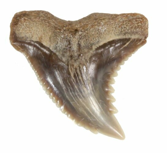 Fossil Hemipristis Shark Tooth - Maryland #42548